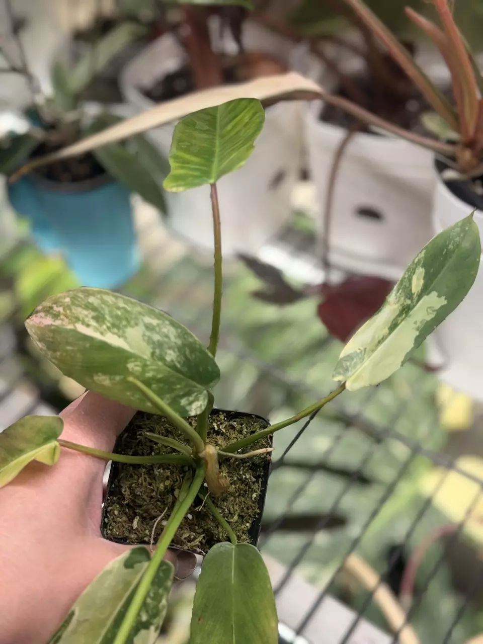 plant/philodendron Florida beauty x spiritus sancti variegated-0