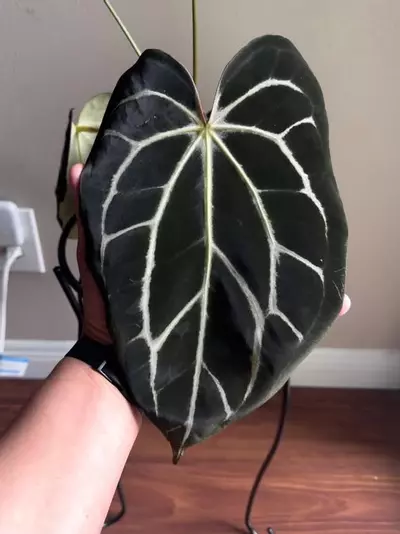 plant/(#1276) Anthurium carlablackiae-2-thumbnail