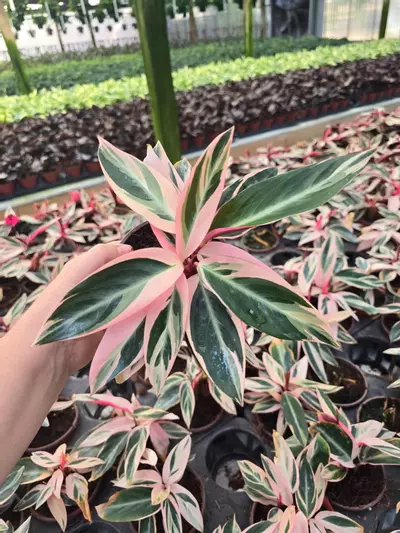 plant/4in Stromanthe Triostar GC-0-thumbnail