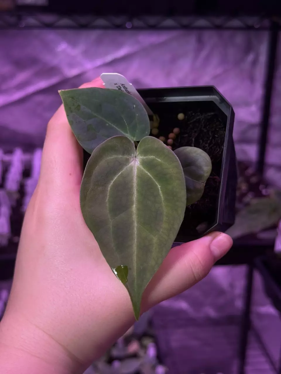 plant/(#1270) Anthurium (forgetii x BVEP) x “Dark Web”-0