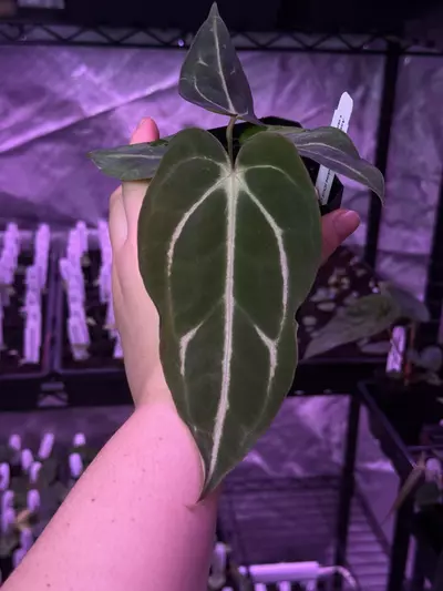 plant/(#1276) Anthurium carlablackiae-0-thumbnail