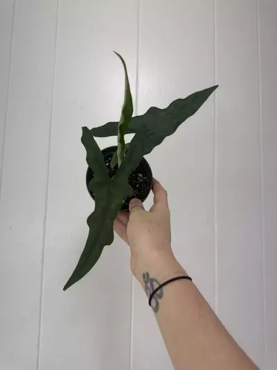 plant/Alocasia Sabrina 4”-0-thumbnail