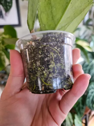 plant/Hoya irina-2-thumbnail