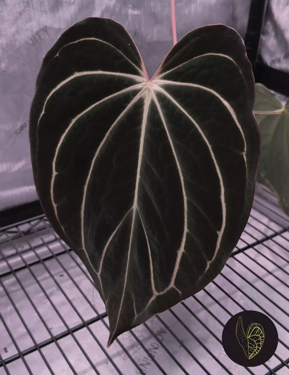 plant/(#1272) Anthurium (RA5xRA10) x “Sandía”-3