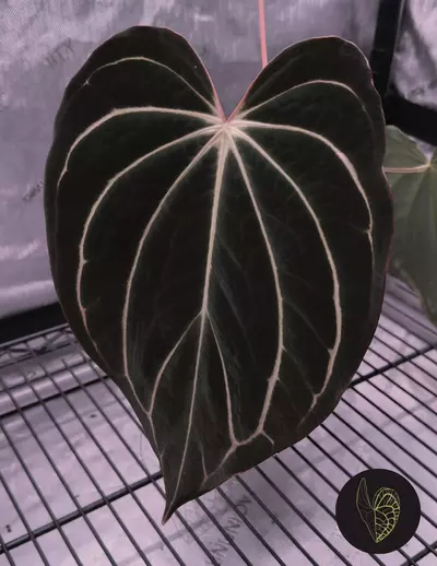 plant/(#1272) Anthurium (RA5xRA10) x “Sandía”-3-thumbnail