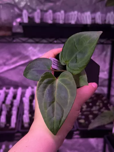 plant/(#1274) Anthurium gx. “World Wide Web”-0-thumbnail