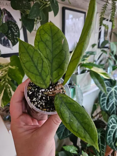 plant/Hoya irina-1-thumbnail