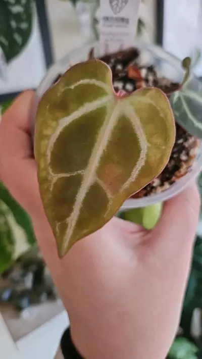 plant/Pink lemonade crystal x wonderboy B-1-thumbnail