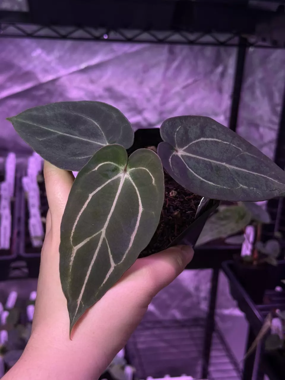 plant/(#1272) Anthurium (RA5xRA10) x “Sandía”-0