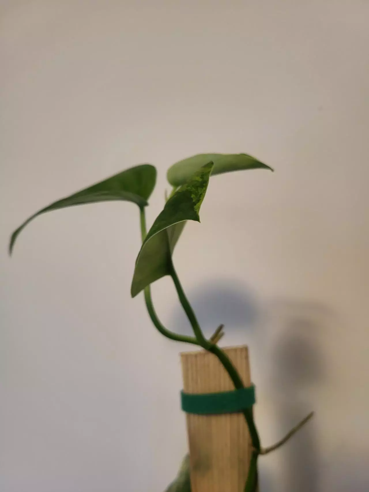 plant/Scindapsus jade variegated ( top cut)-1