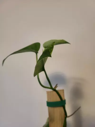 plant/Scindapsus jade variegated ( top cut)-1-thumbnail