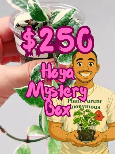 plant/🎁$250 Hoya Mystery Box🎁-0-thumbnail