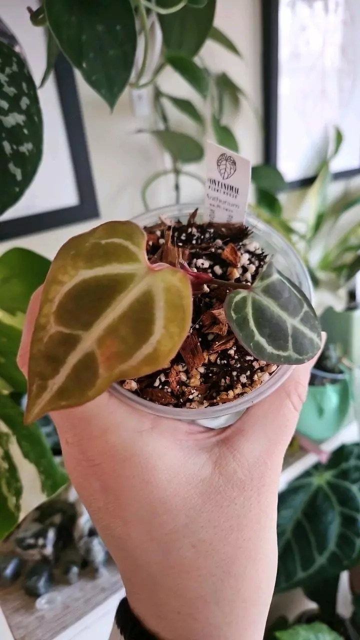 plant/Pink lemonade crystal x wonderboy B-0