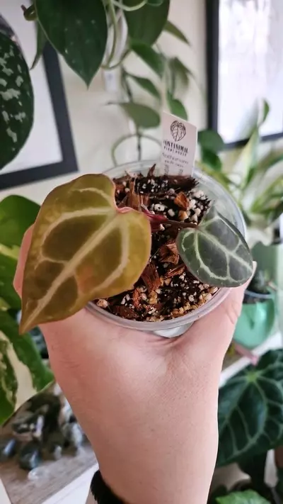 plant/Pink lemonade crystal x wonderboy B-0-thumbnail