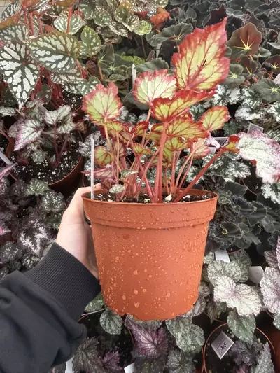 plant/Harmonys Reign of fire begonia 6” Pot Growers Choice-4-thumbnail