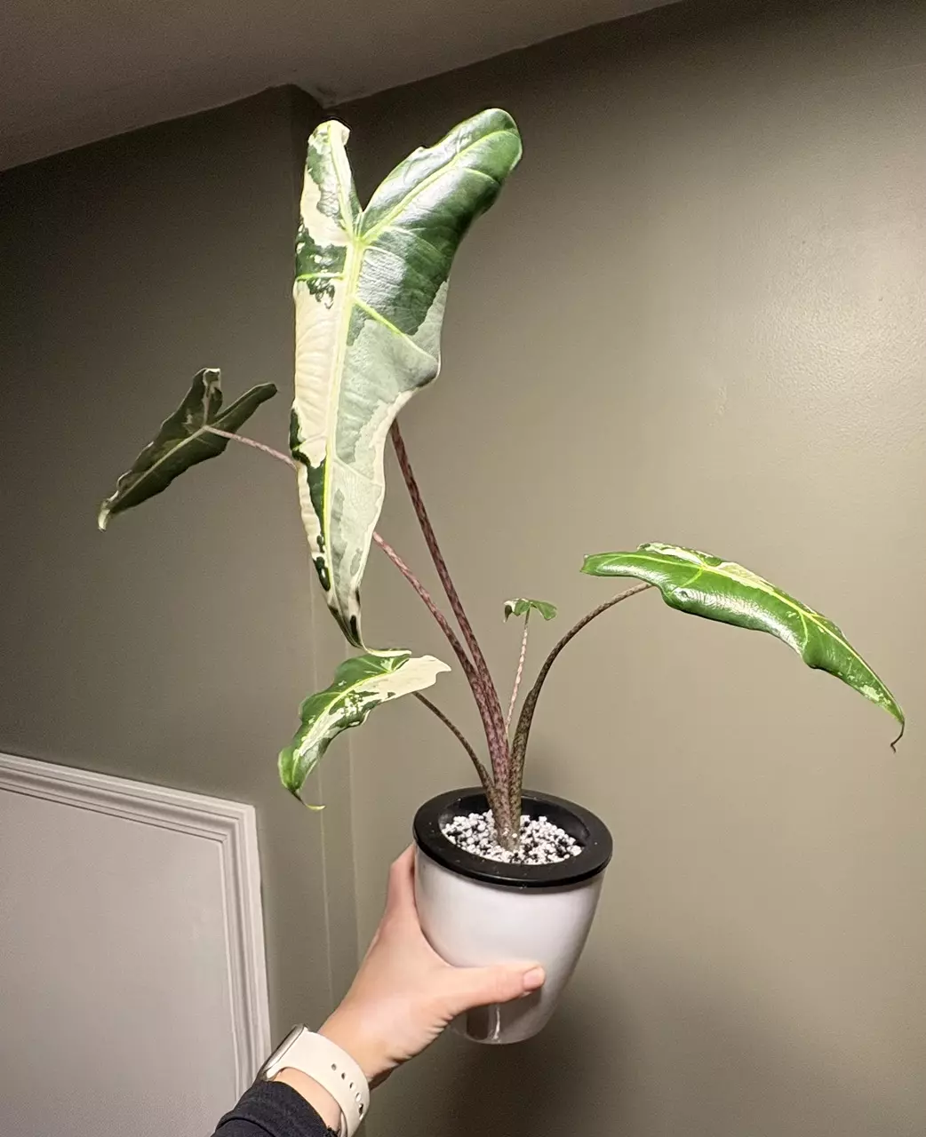 plant/Alocasia Sarian Albo *CORM*-0