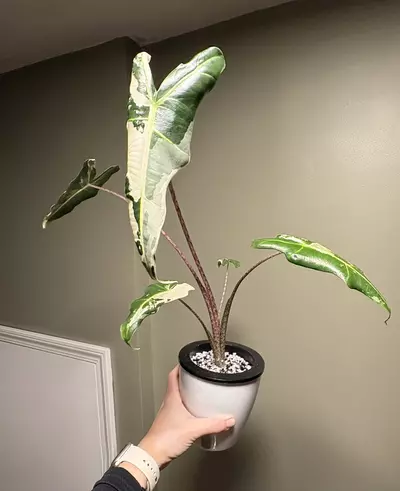 plant/Alocasia Sarian Albo *CORM*-0-thumbnail
