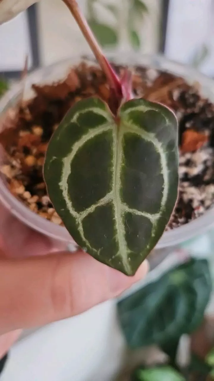 plant/Pink lemonade crystal x wonderboy B-2