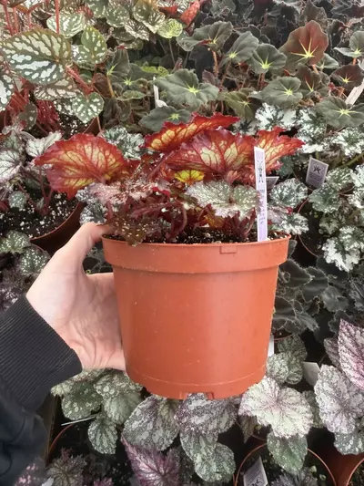 plant/Begonia Harmony's Cherry Bomb 6” Pot Growers Choice-6-thumbnail
