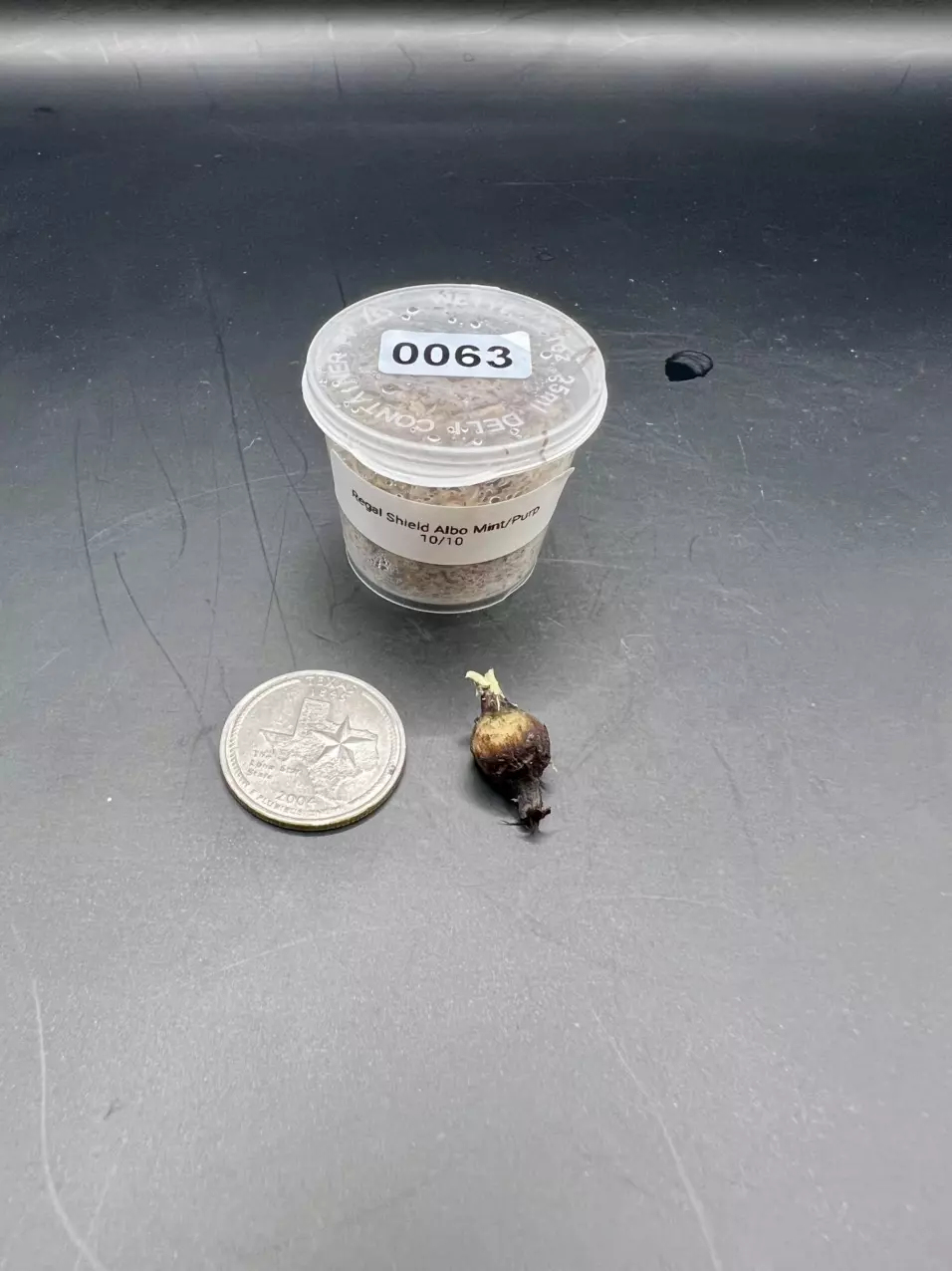 plant/#0063 Regal Shield Albo Mint/Purp-0