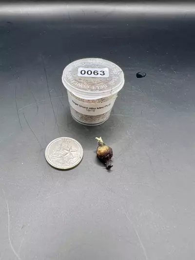 plant/#0063 Regal Shield Albo Mint/Purp-0-thumbnail