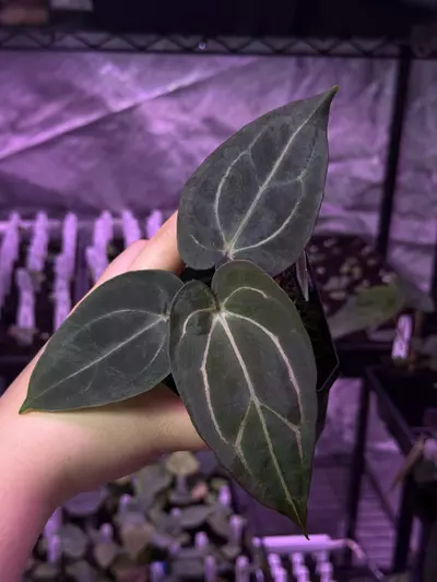 plant/(#1272) Anthurium (RA5xRA10) x “Sandía”-1-thumbnail