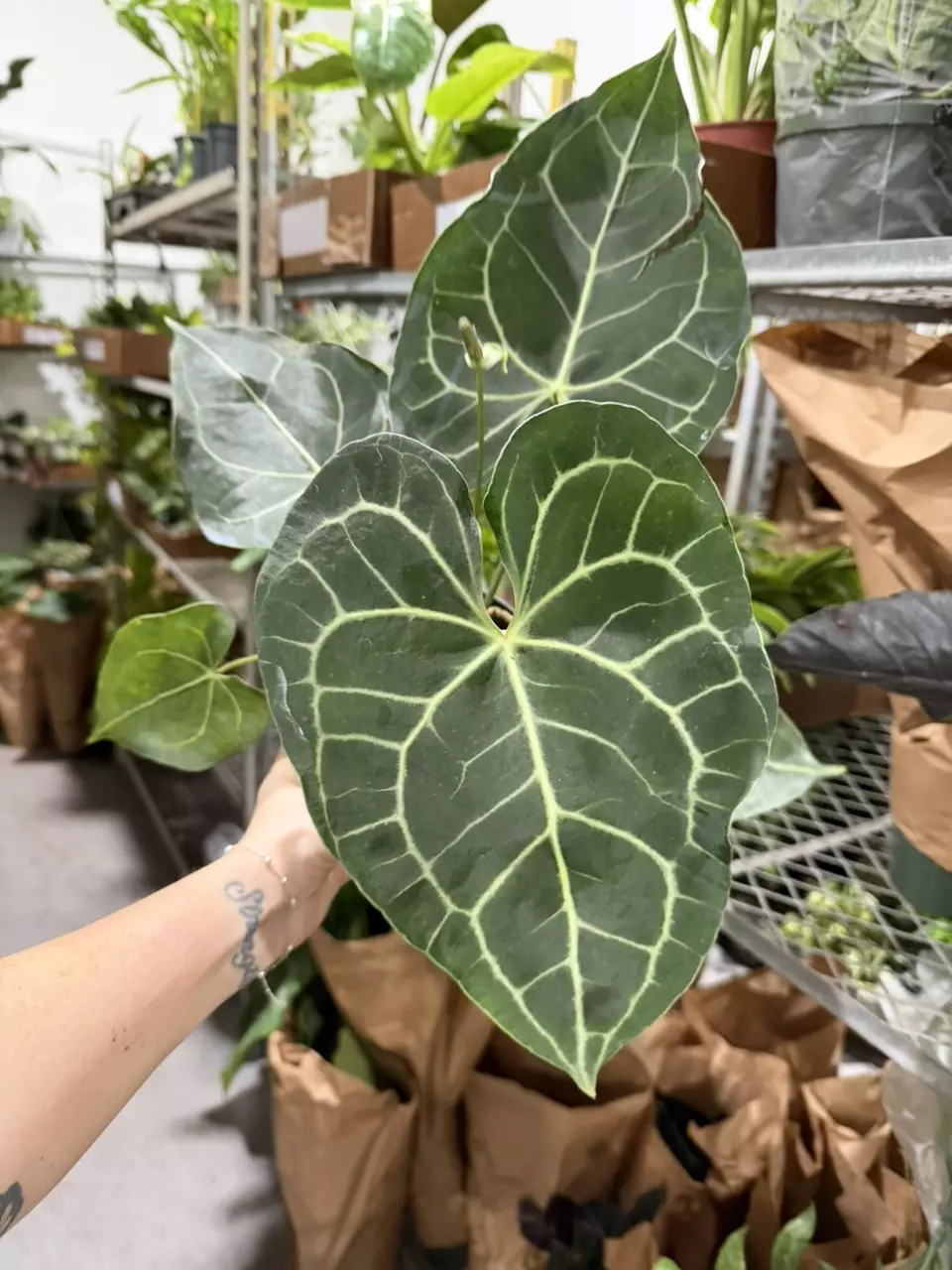 plant/6” XL CLARI-0