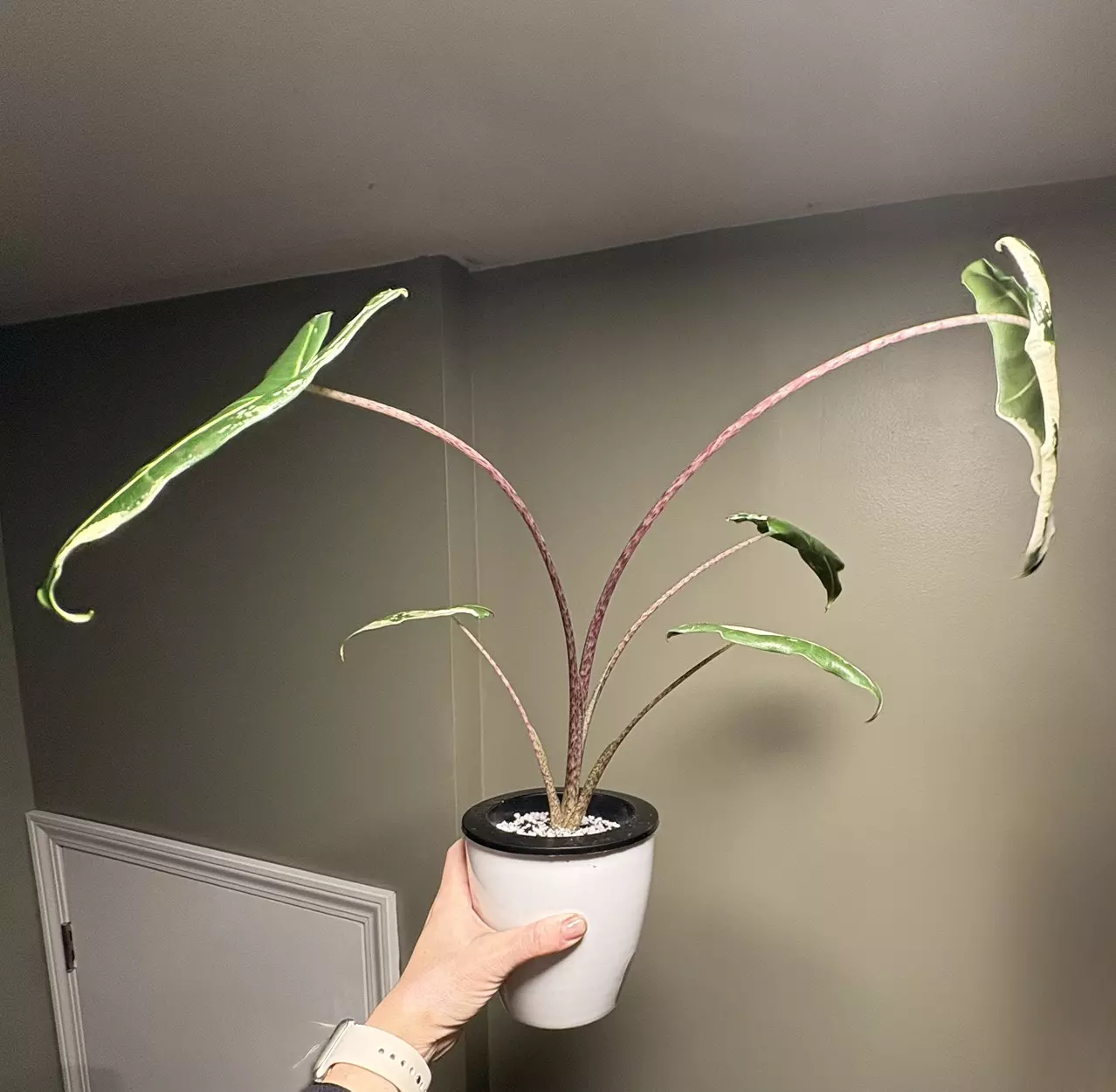 plant/Alocasia Sarian Albo *CORM*-1