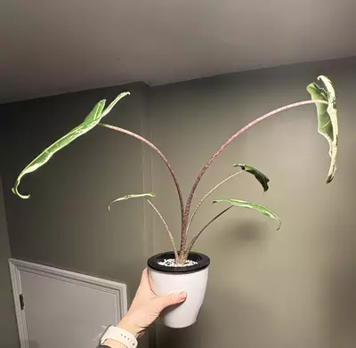 plant/Alocasia Sarian Albo *CORM*-1-thumbnail
