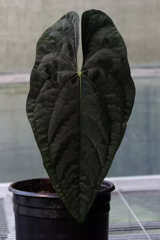 plant/(#1269) Anthurium papillilaminum “Voldemort” self-1