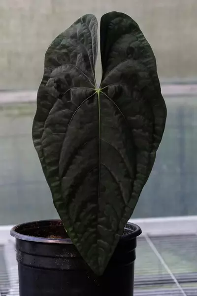plant/(#1269) Anthurium papillilaminum “Voldemort” self-1-thumbnail