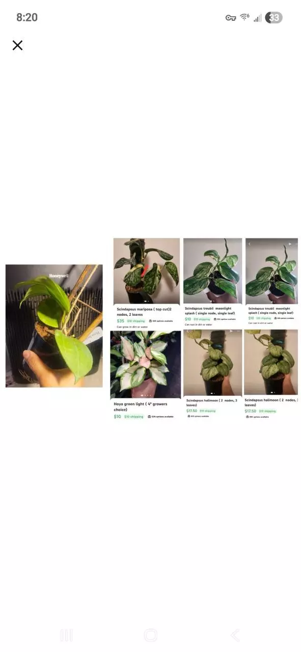 plant/Bundle of plants-0