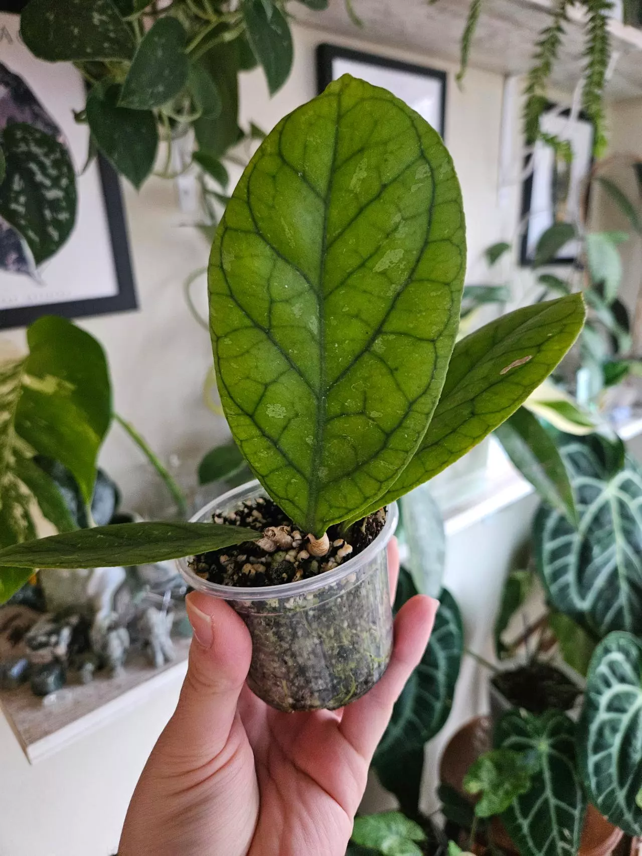 plant/Hoya irina-0