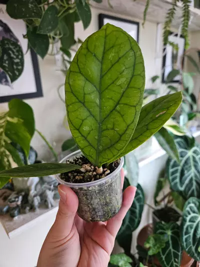 plant/Hoya irina-0-thumbnail