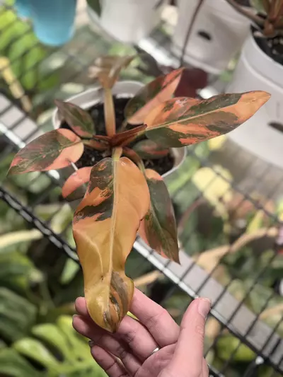 plant/Philodendron Imperial Red variegated-0-thumbnail