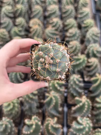 plant/Cereus forbesii spiralis | Spiral Cactus | 2.5” Pot-0-thumbnail