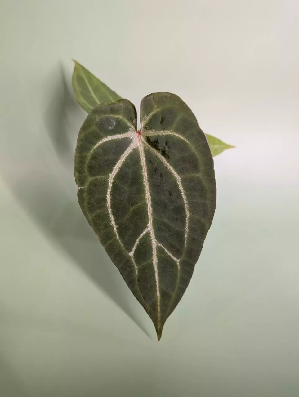 plant/Magnificum silver x Red Gunsal (WhisperRockTropicals)-0