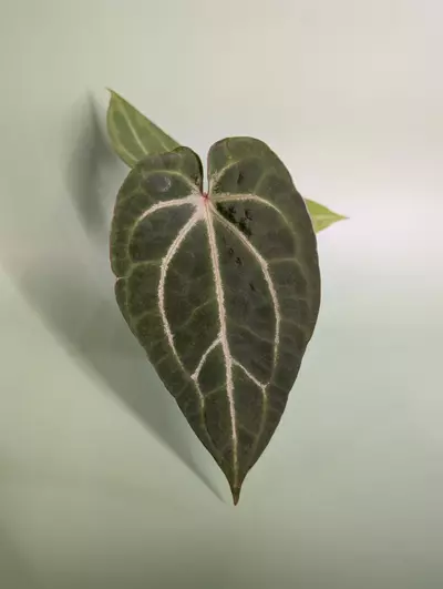 plant/Magnificum silver x Red Gunsal (WhisperRockTropicals)-0-thumbnail