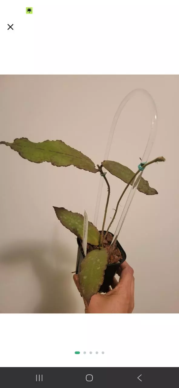 plant/Undulata + rosita-0