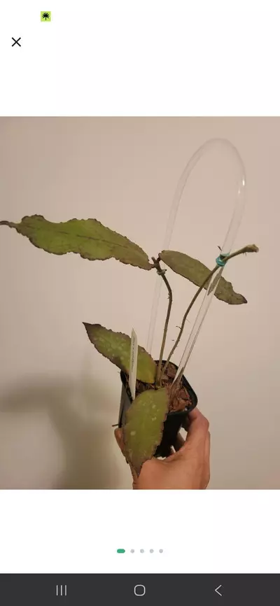 plant/Undulata + rosita-0-thumbnail