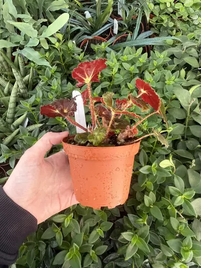 plant/Harmony’s Stella Begonia 4” pot Growers Choice-4-thumbnail