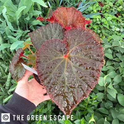 plant/Harmony’s Midnight Magic 6” Pot Growers Choice-0-thumbnail