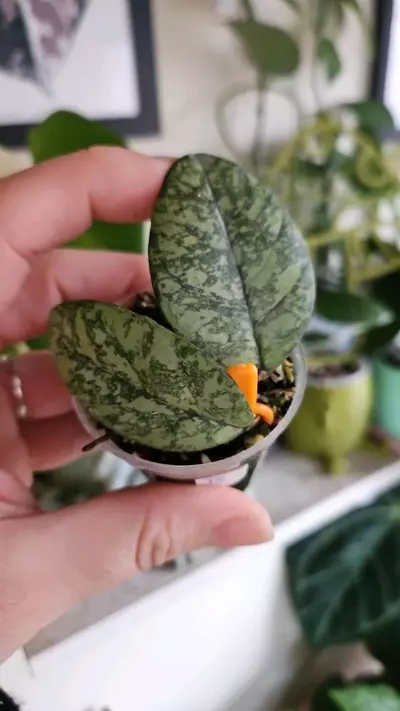 plant/Crassipetiolata vietnam-0-thumbnail