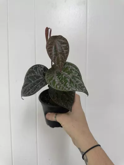 plant/Piper crocatum -0-thumbnail