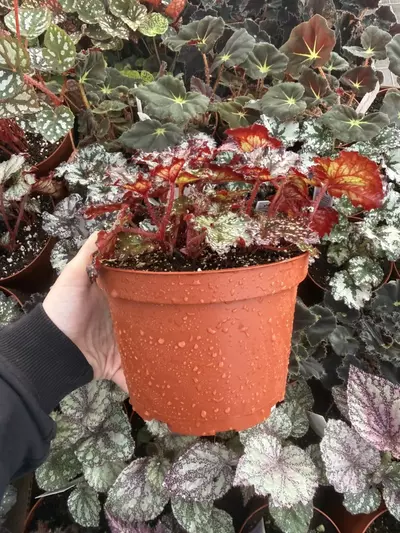 plant/Begonia Harmony's Cherry Bomb 6” Pot Growers Choice-4-thumbnail