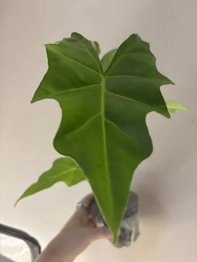 plant/Alocasia golden dragon 4 inch pot-0-thumbnail