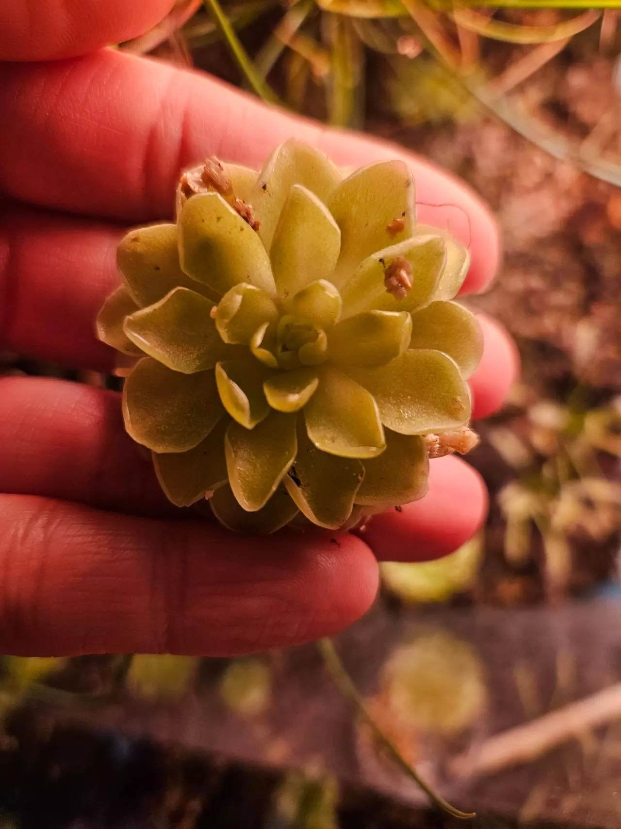 plant/Pinguicula fairy star-0