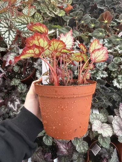 plant/Harmonys Reign of fire begonia 6” Pot Growers Choice-5-thumbnail