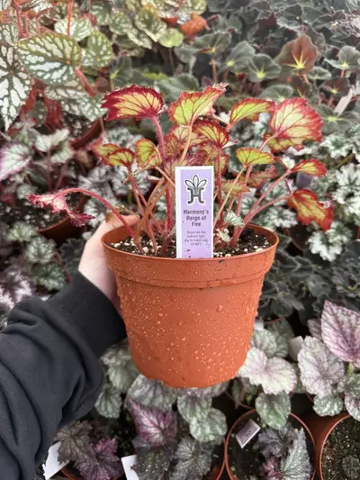 plant/Harmonys Reign of fire begonia 6” Pot Growers Choice-2-thumbnail