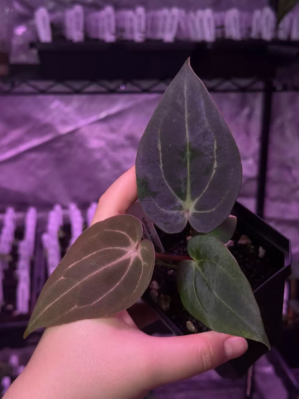 plant/(#1268) Anthurium (carlablackiae x BVEP) x carlablackiae s1 by @jungledeluxe-0